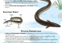 Kandungan dan manfaat ikan Sidat untuk Ibu Hamil.